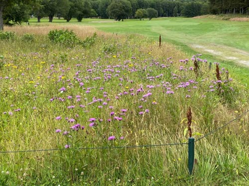 Blomsterängar runt golfbanan bidrar till biologisk mångfald och främjar pollinerande insekter.