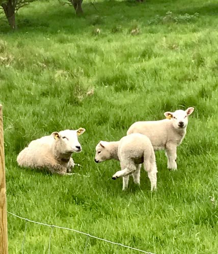 Ett får och två lamm i en hage.
