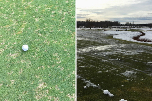 Collage, på halva bilden syns en green som drabbats av Dollar spot och på den andra en skottad green efter sista snön.